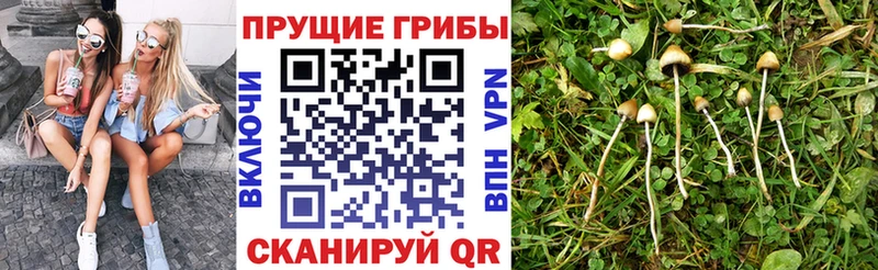 blacksprut как зайти  закладки  Вихоревка  Псилоцибиновые грибы мухоморы 